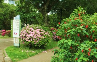 輔大春天百花爭艷 搖身變成新莊後花園