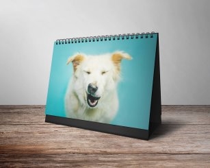 輔大關懷流浪動物志工團隊推出年曆 為校狗募集經費 輔大關懷流浪動物志工團隊推出年曆 為校狗募集經費