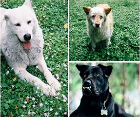 They have mixed feelings too! Fu Jen Doggy Club raises funds