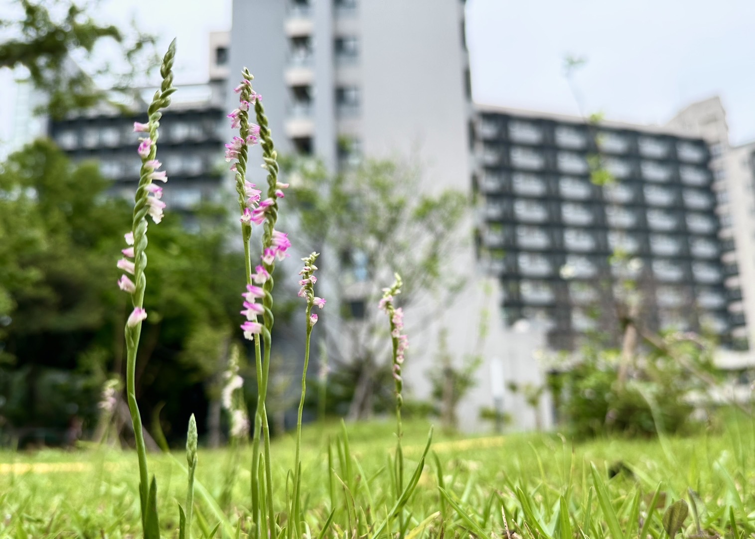 罕見野生《蘭花草》現身輔大 輔大校園之美系列一