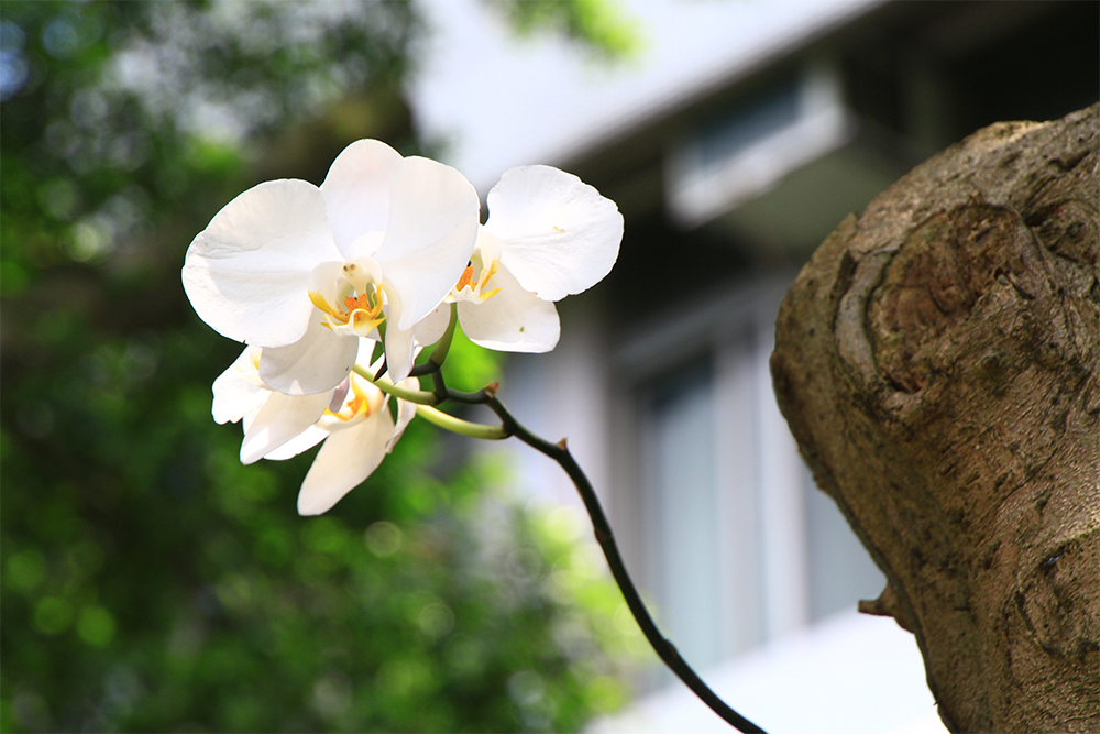 Orchids on the trees! Have you seen them yet? The Beauty of Fu Jen Campus part 2