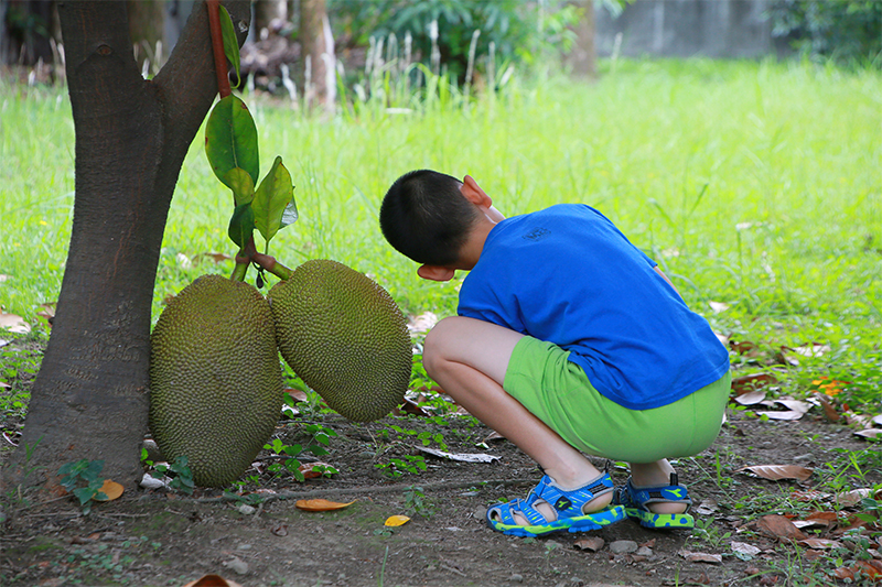 A campus full of fruit! The Beauty of Fu Jen Campus part 3