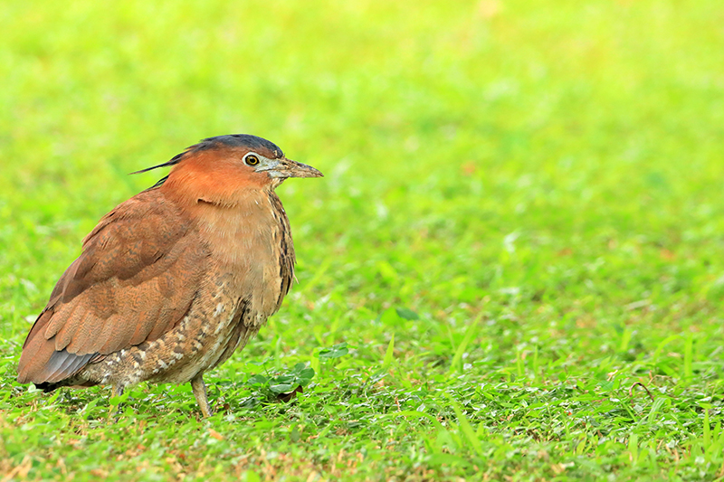 The Malayan Night Heron: A big, silly bird The Beauty of Fu Jen Campus part 4