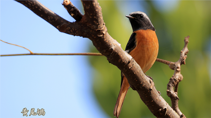 The Beauty of FJCU Campus, Part 6: Glimpses of Migratory Birds and Transit Birds